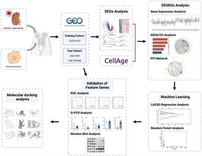 Integrative analysis of potential diagnostic markers and therapeutic targets for glomerulus-associated diabetic nephropathy based on cellular senescence